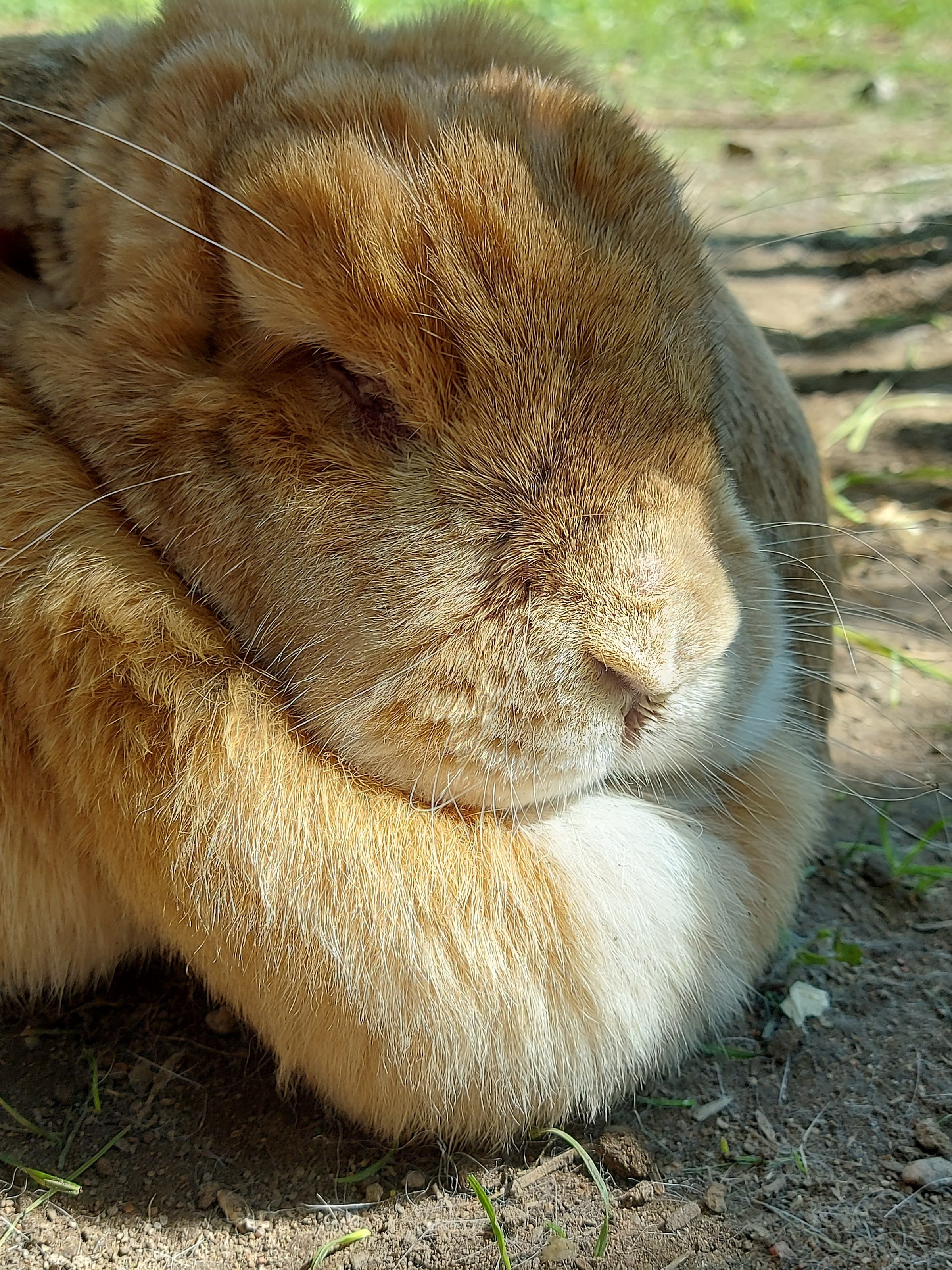 Olgan Farmi (Farm animal yard)